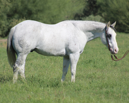 HorseID: 2306733 Flash - PhotoID: 1090495