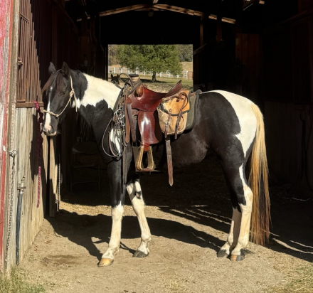 HorseID: 2306739 Escaped Parole - PhotoID: 1090502