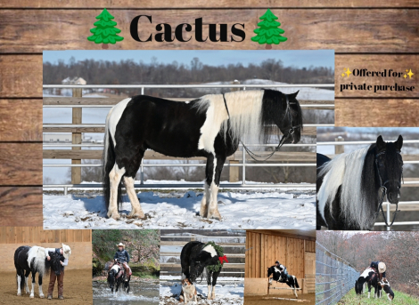 HorseID: 2306742 Cactus - PhotoID: 1090503