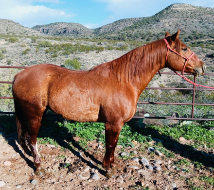 HorseID: 2306745 Chapa - PhotoID: 1090504