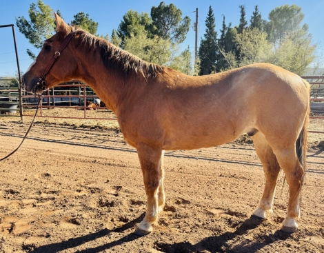 HorseID: 2306747 One Eyed Jack - PhotoID: 1090505