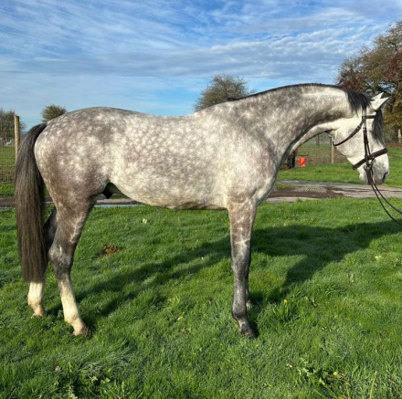 HorseID: 2306748 Jaguar's Storm Watch Bluey - PhotoID: 1090506