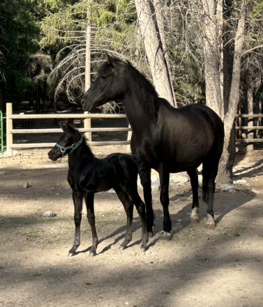 HorseID: 2306750 Fritz Gotta B Good - PhotoID: 1090507