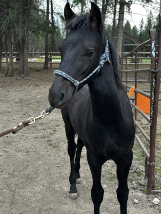 HorseID: 2306750 Fritz Gotta B Good - PhotoID: 1090507