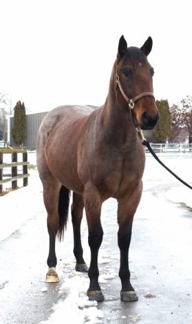 HorseID: 2306751 MMB Honey Spike - PhotoID: 1090508