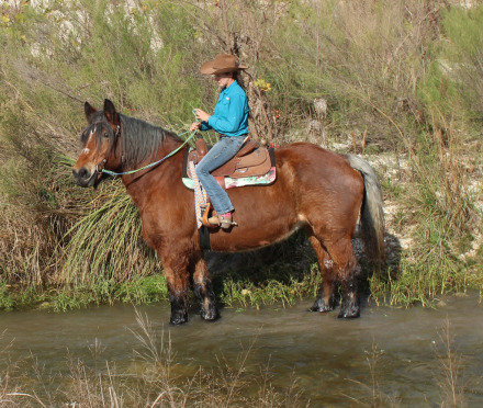 HorseID: 2306752 Freyja - PhotoID: 1090509