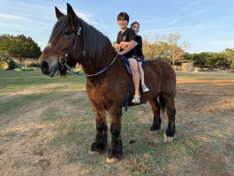 HorseID: 2306752 Freyja - PhotoID: 1090511