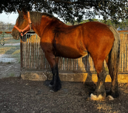 HorseID: 2306752 Freyja - PhotoID: 1090512