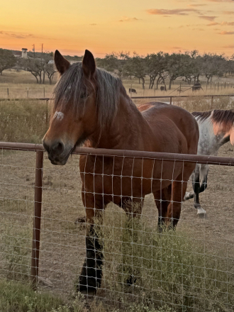 HorseID: 2306752 Freyja - PhotoID: 1090514