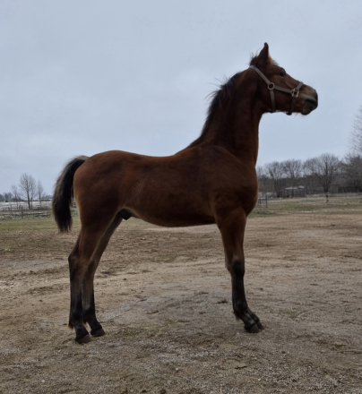 HorseID: 2306753 Evan - PhotoID: 1090523