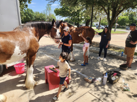 HorseID: 2306754 Sweet Sprinkles - PhotoID: 1090517