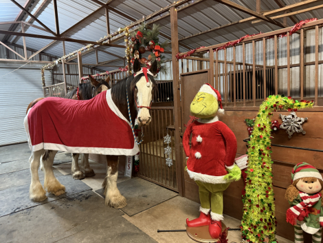 HorseID: 2306754 Sweet Sprinkles - PhotoID: 1090697