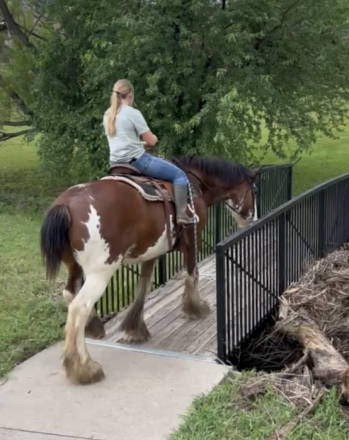 HorseID: 2306754 Sweet Sprinkles - PhotoID: 1090698