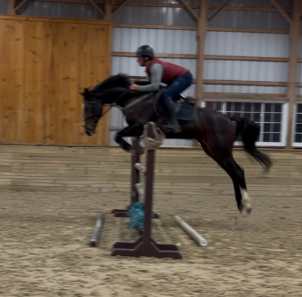 HorseID: 2306761 Question Authority - PhotoID: 1090524