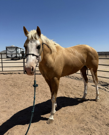 HorseID: 2306763 Dance Girl Dance - PhotoID: 1090527