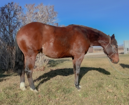 HorseID: 2306764 Judge - PhotoID: 1090560