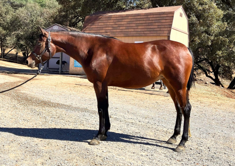 HorseID: 2306765 ACA Andromeda - PhotoID: 1090528