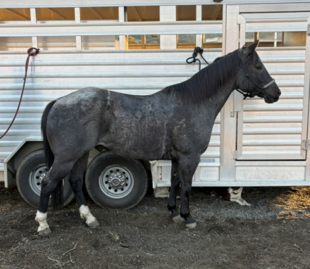 HorseID: 2306766 Meco Mac “Grayson” - PhotoID: 1090569