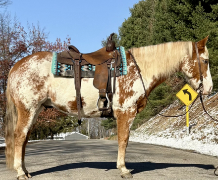 HorseID: 2306768 Blaze - PhotoID: 1090529