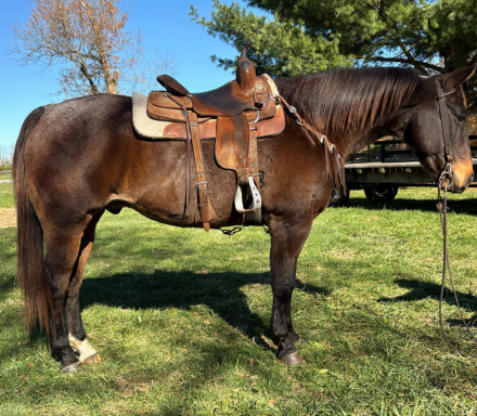 HorseID: 2306771 Montana - PhotoID: 1090530