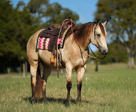 HorseID: 2306778 Hook Line and Sinker - PhotoID: 1090536