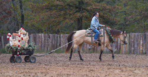 HorseID: 2306778 Hook Line and Sinker - PhotoID: 1090539