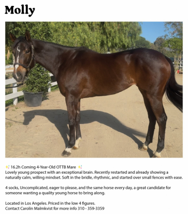 HorseID: 2306779 Fire cracker molly - PhotoID: 1090540