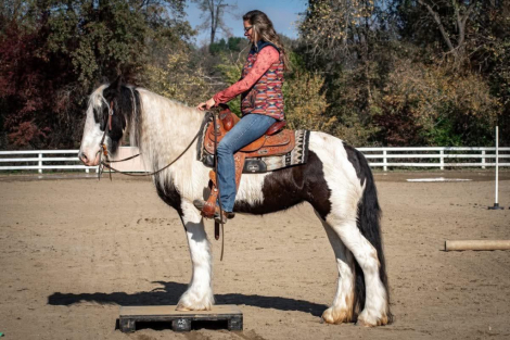 HorseID: 2306780 HV SEA JEWELS ORI - PhotoID: 1090542