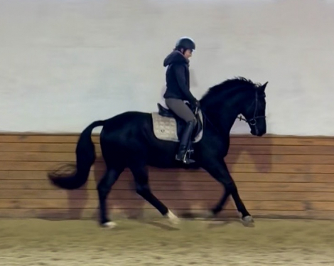 HorseID: 2306782 Veritas FF - PhotoID: 1090561