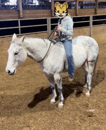 HorseID: 2306783 Bueno Topgun - PhotoID: 1090643