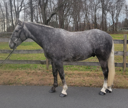 HorseID: 2306784 Breezy Hill Lad - PhotoID: 1090545