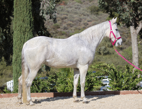 HorseID: 2306789 This Lady's Got Cash - PhotoID: 1090579