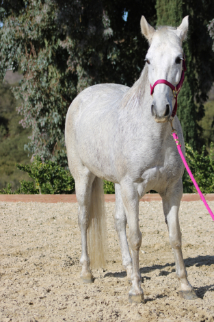 HorseID: 2306789 This Lady's Got Cash - PhotoID: 1090632