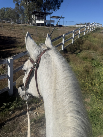 HorseID: 2306789 This Lady's Got Cash - PhotoID: 1090633