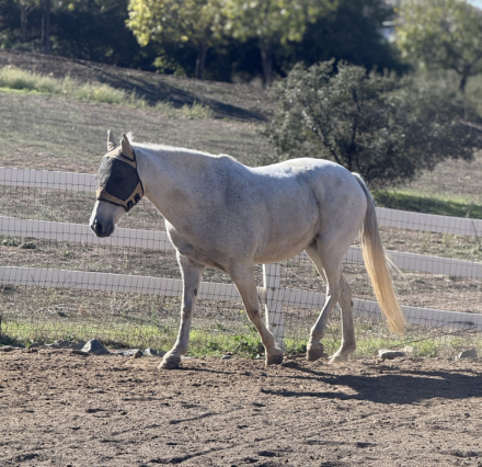 HorseID: 2306789 This Lady's Got Cash - PhotoID: 1090634