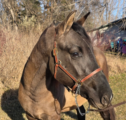 HorseID: 2306794 Prairie Hill Gunsmoke - PhotoID: 1090550