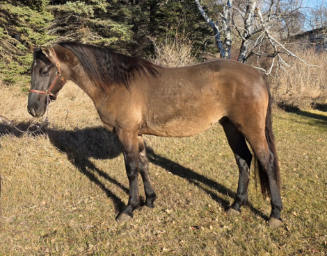 HorseID: 2306794 Prairie Hill Gunsmoke - PhotoID: 1090551