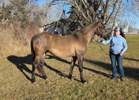 HorseID: 2306794 Prairie Hill Gunsmoke - PhotoID: 1090552