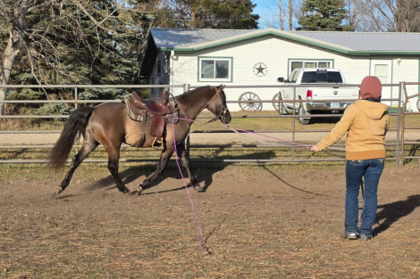 HorseID: 2306794 Prairie Hill Gunsmoke - PhotoID: 1090553