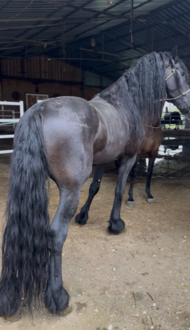 HorseID: 2306798 Joana - PhotoID: 1090938