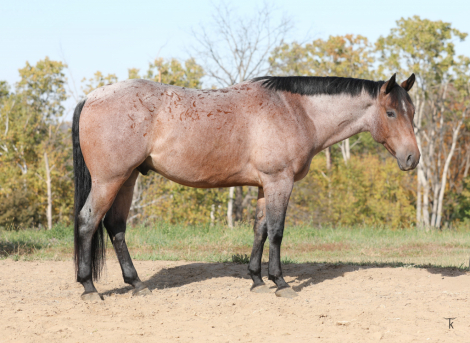 HorseID: 2306800 Buttermilk Strong - PhotoID: 1090563