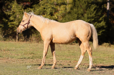 HorseID: 2306801 HGR Gold Rush - PhotoID: 1090568