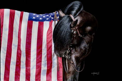 HorseID: 2306802 RRF'S Midnight - PhotoID: 1090565