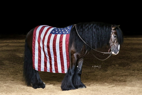 HorseID: 2306802 RRF'S Midnight - PhotoID: 1090566