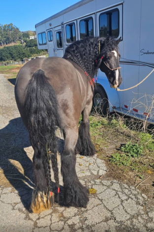 HorseID: 2306802 RRF'S Midnight - PhotoID: 1090567