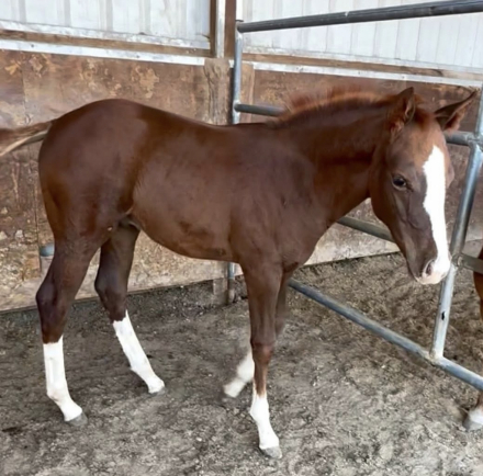 HorseID: 2306806 TBD Cowboys Silver Fenix - PhotoID: 1090570