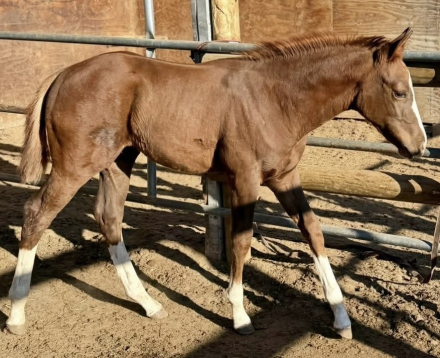 HorseID: 2306806 TBD Cowboys Silver Fenix - PhotoID: 1090571