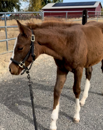 HorseID: 2306806 TBD Cowboys Silver Fenix - PhotoID: 1090572