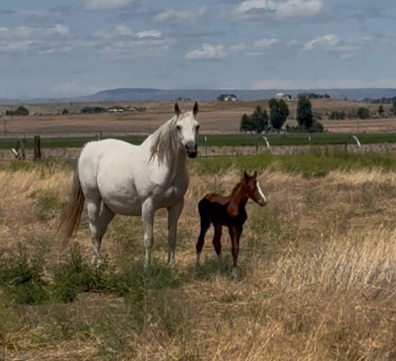 HorseID: 2306806 TBD Cowboys Silver Fenix - PhotoID: 1090573