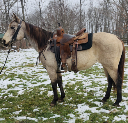 HorseID: 2306810 Josie - PhotoID: 1090575